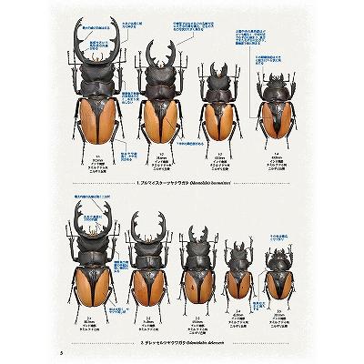 代引き不可！ビークワ90号 送料無料！☆定休日＝日祝水曜、他 : 171