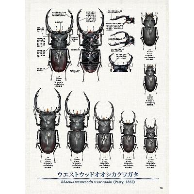 ビークワ　まとめ売り　60〜69号　10冊 代引き不可！ビークワ91号 送料無料☆定休日＝日祝水曜、他 : 171大阪