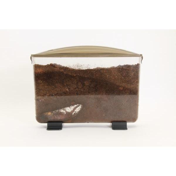 幼虫飼育　らくボックスワイド？ 幼虫観察ケース【3個セット】ラクぼっくす（ワイド）見える飼育