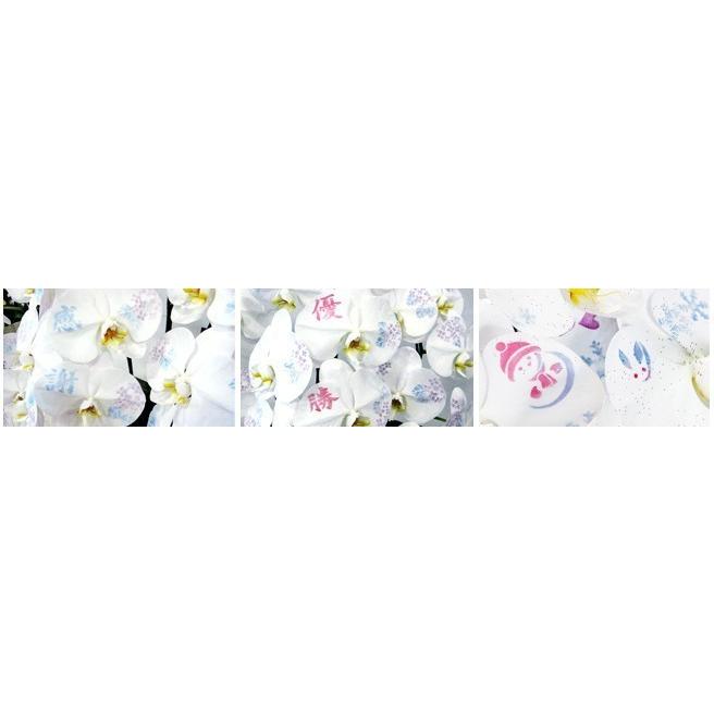【花びらに絵柄や文字をえがけます】 化粧蘭 二本立 90〜100cmの画像