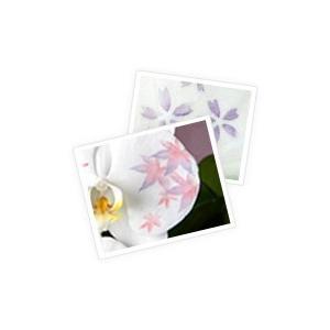 【花びらに絵柄や文字をえがけます】 化粧蘭 二本立 90〜100cmの画像