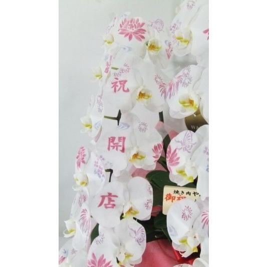 【花びらに絵柄や文字をえがけます】 ミディ化粧蘭 五本立 50〜60cmの画像