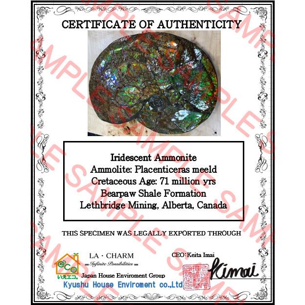 博物館級】 アンモライト 巨大 原石 ドラゴンスキン 緑系 発色 AAA