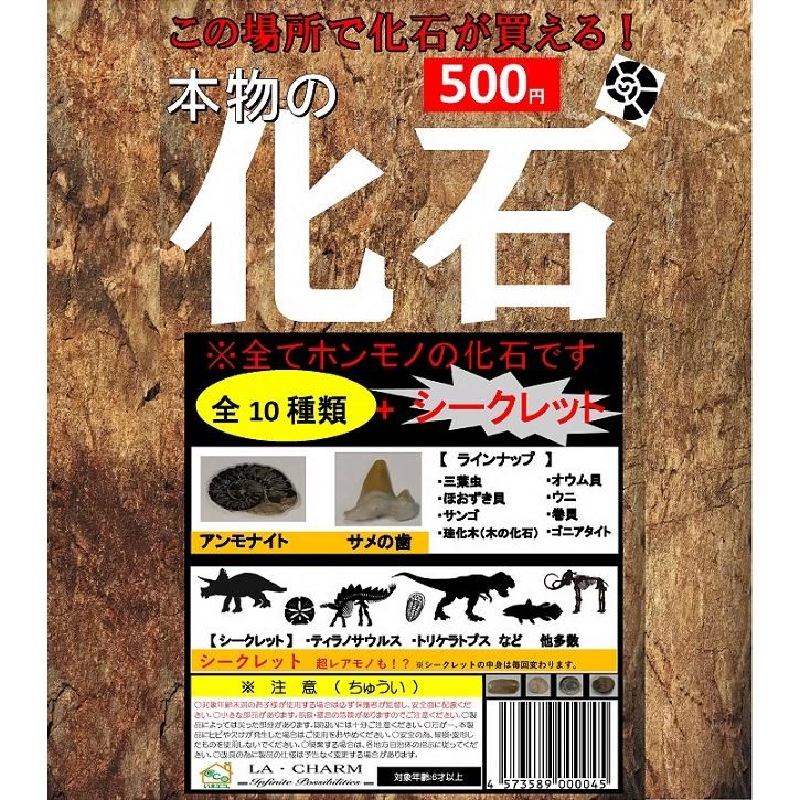 【オリジナル化石ガチャ】本物の化石！ ガチャ 40カプセル ● 500円 ガチャガチャ ・ 景品 ・ 珍品 ◆ 弊社オリジナル ◆｜1885｜09