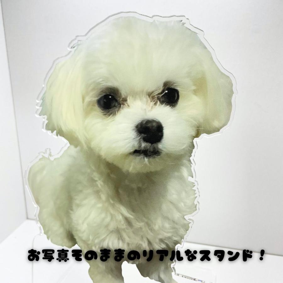 写真アクリルスタンド アクリルスタンド フォトスタンド ペット フォト