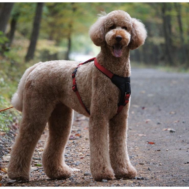 わんわん犬　 WanWan Casual ワンワンカジュアル マリンベストハーネス&リード