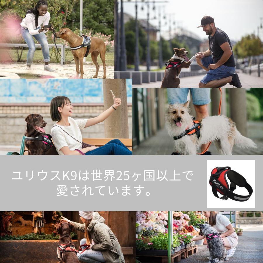 ラベルプレゼント抽選実施中】【Julius K9日本総代理店直営店】送料
