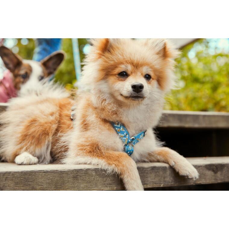 フィンランドのドッグブランド【Hurtta】【フルッタ】・ラズルダズルシリーズ「Y型クッションハーネス」|1stdogcafe|03