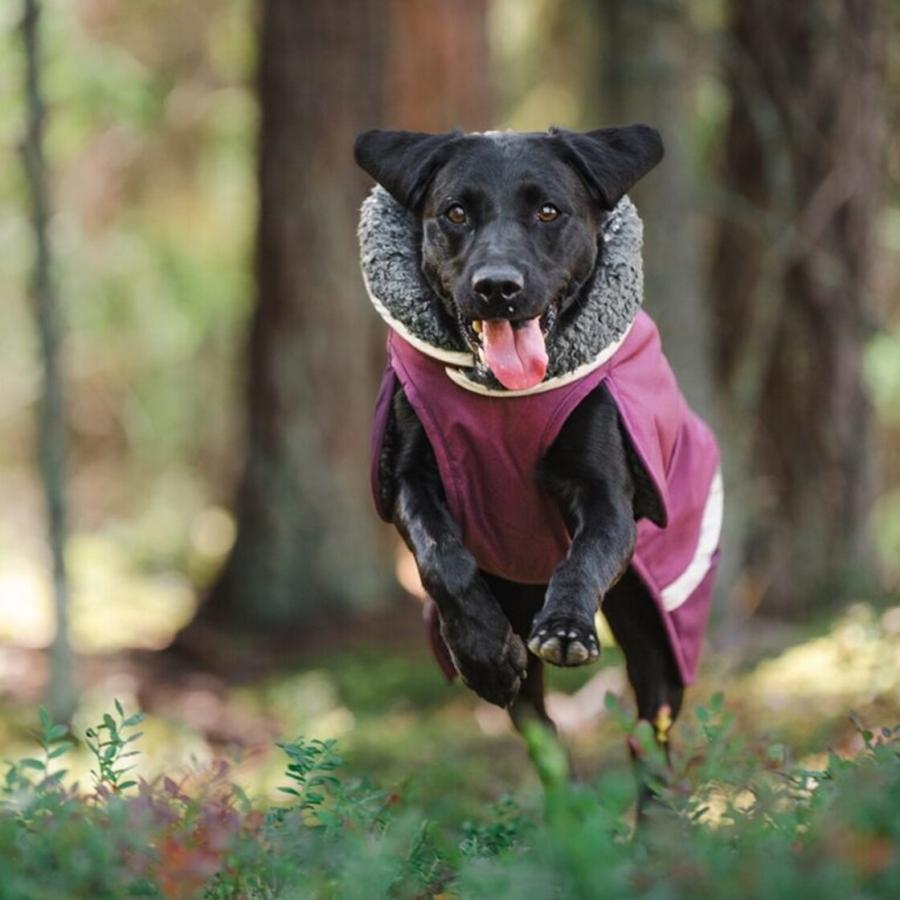 フィンランドのドッグブランド【Pomppa】史上最強レベルの防寒