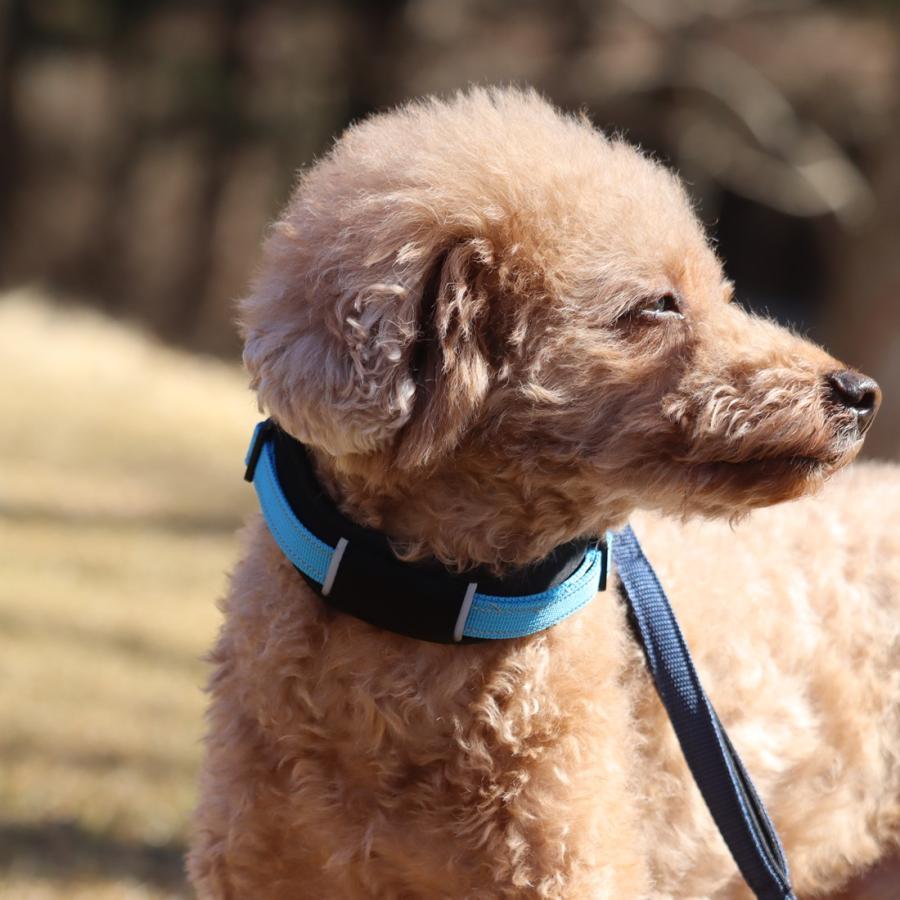 Hakusan]愛犬の首に優しくフィットするダブルリング首輪【ゼロ
