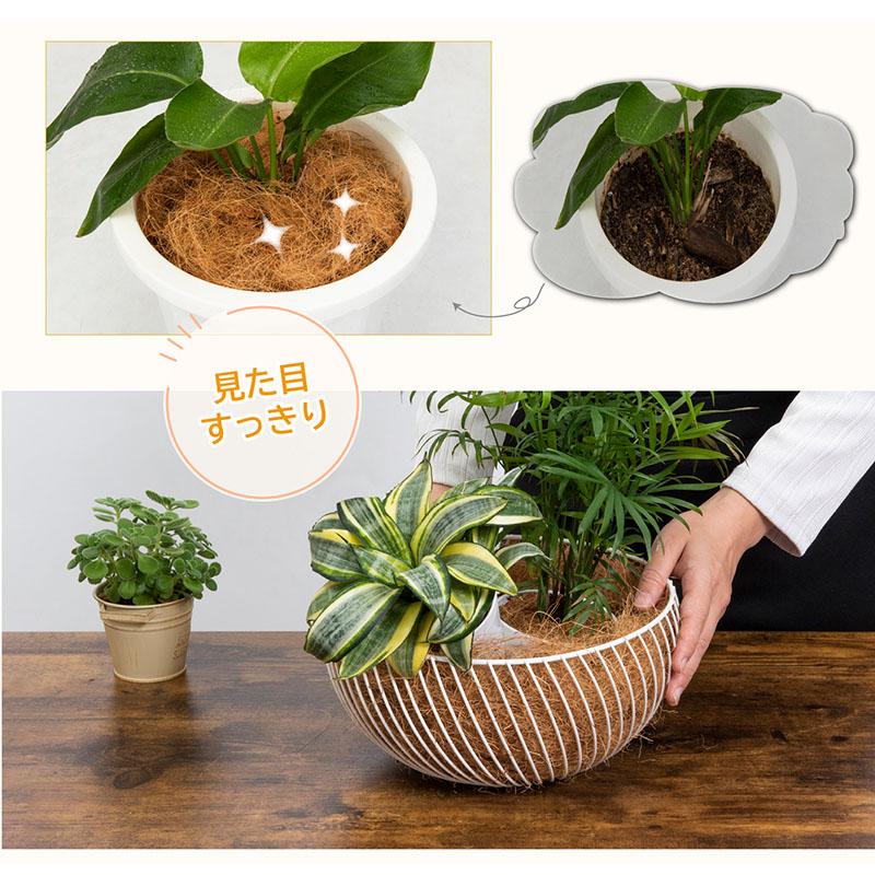 アストロ公式 ココヤシファイバー 約100g ココファイバー マルチング