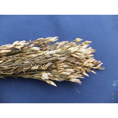 せんぶり |  | 02