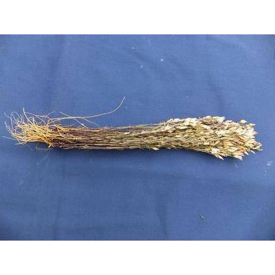 せんぶり |  | 03