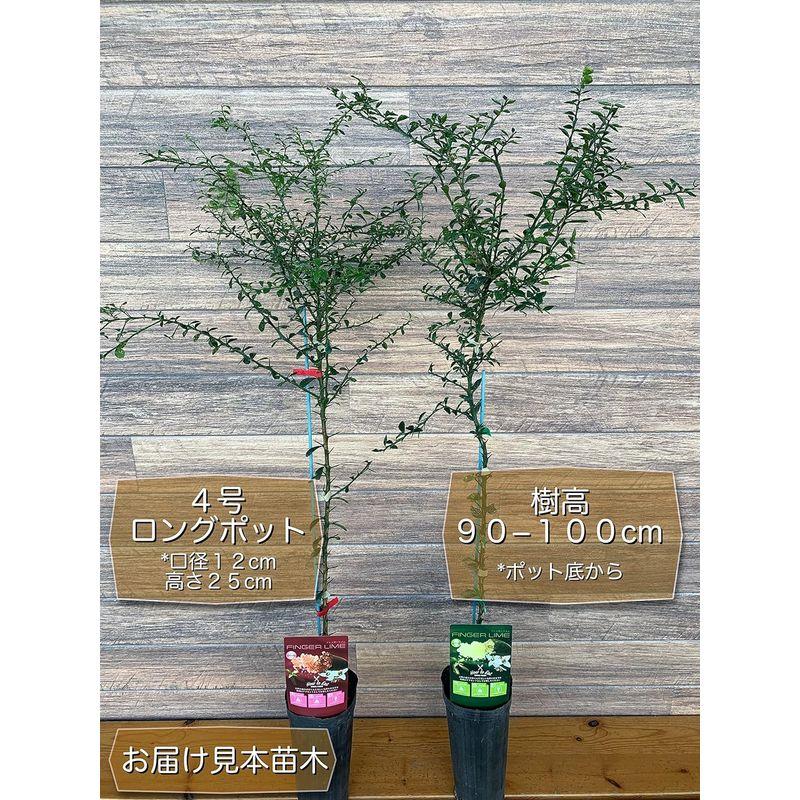 植物　フィンガーライム　苗木　キャビアライム　苗　庭　果肉：黄緑　果皮：茶色　(果皮：緑　果肉：ピンク)　接木苗　ブッシュキャビア　２色セット