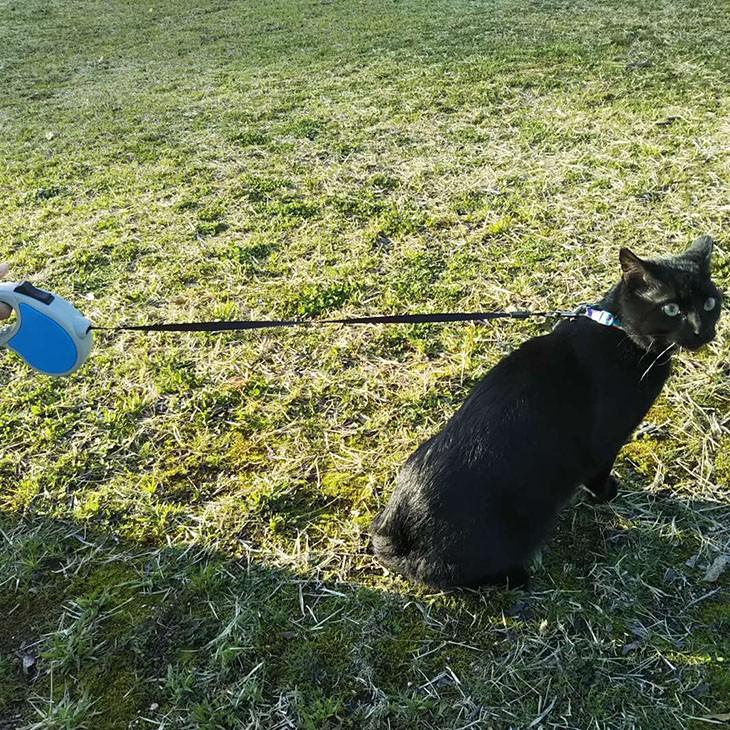 犬用 犬 リード 伸縮 5M 巻き取り式 ペットリード 散歩ひも かわいい 5メートル 猫 ピンク ブルー 黄色 黄緑 ドッグ｜2ndcycle｜06