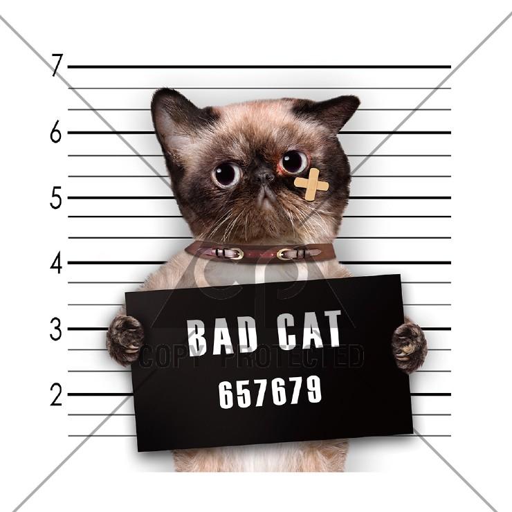 パーカー レディース 長袖 トップス パーカー プルオーバー フード付き おもしろ 猫 ワル猫 Bad Cat イラスト かわいい Dp8169 W 301 通販 Yahoo ショッピング
