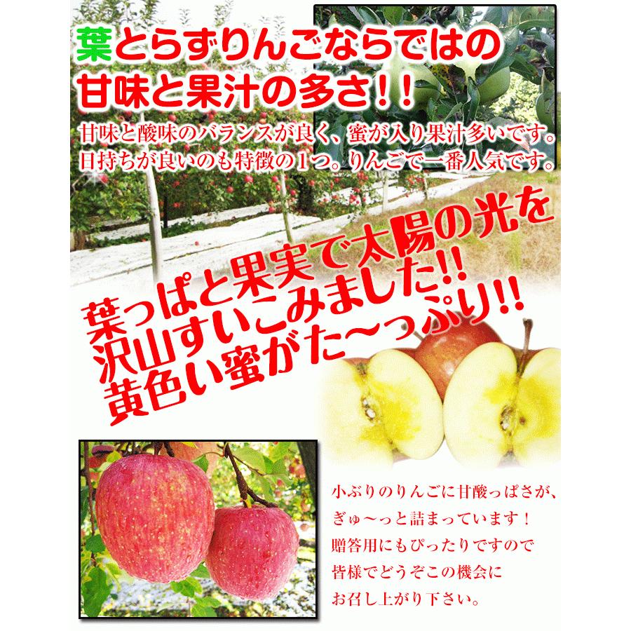 訳ありりんご 10kg 40玉前後 青森県産 送料無料 葉取らずりんご 訳ありりんご 10kg 40玉前後 青森県産 送料無料 葉取らずりんご