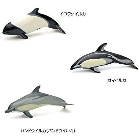 期間限定で特別価格 カロラータ 哺乳類 フィギュア ボックス 13種 立体図鑑 解説書付き クジラ イルカ 海の生き物 海洋生物 リアル 図鑑 おもちゃ Wantannas Go Id