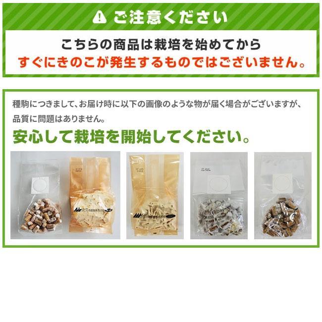 森のきのこ倶楽部 しいたけ種駒 森290号 にく丸 (100駒) きのこ 森のきのこ倶楽部 しいたけ種駒 森290号 にく丸 (100駒) きのこ
