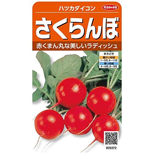 サカタのタネ 実咲野菜5372 さくらんぼ ハツカダイコン 00925372 | 