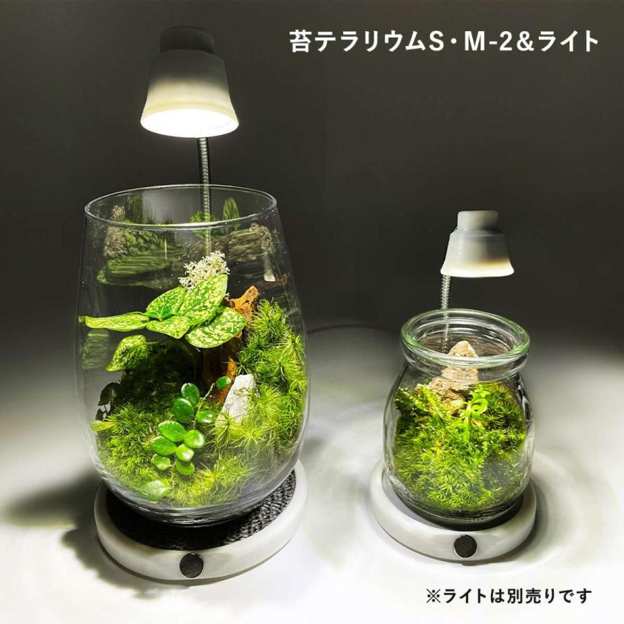 はじめての方でも作れる苔テラリウム作成キット 癒しの森 苔テラリウムm 2 苔と灯りのお店 通販 Yahoo ショッピング