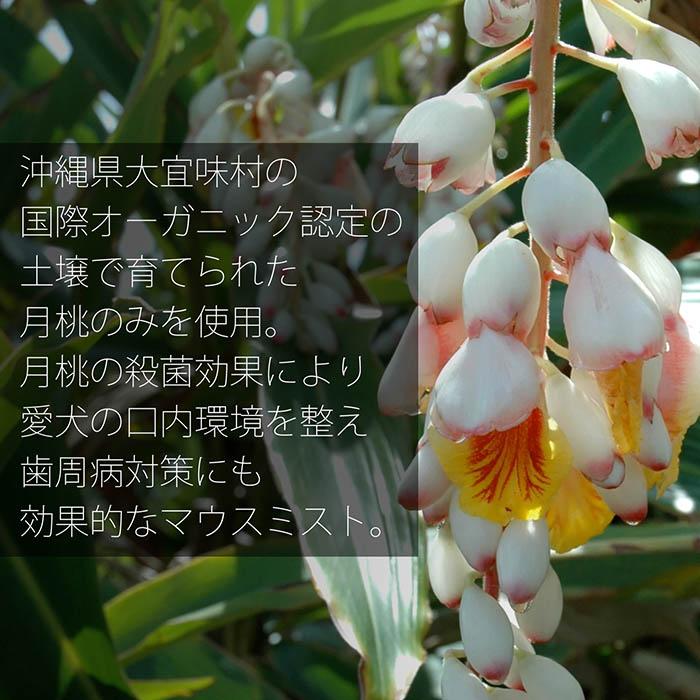 【オーガニックケアブランド A9A】A9A for Dogs 月桃マウスミスト 50ml 愛犬 天然オーガニックハーブ100% 月桃 搾汁液蒸留法 有機JAS認定 |  | 02