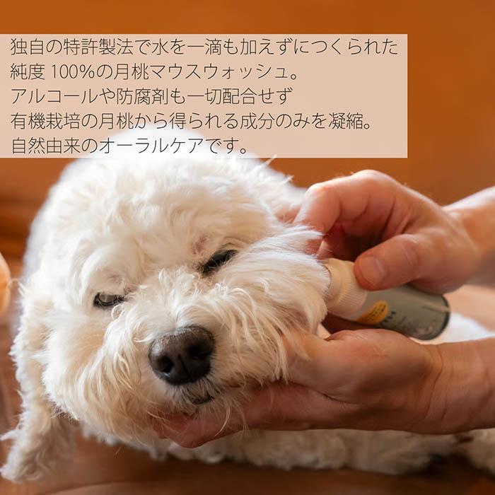【オーガニックケアブランド A9A】A9A for Dogs 月桃マウスミスト 50ml 愛犬 天然オーガニックハーブ100% 月桃 搾汁液蒸留法 有機JAS認定 |  | 03