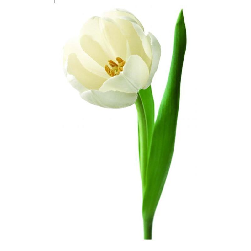 超特価sale開催 ウォールステッカー フラワー Tulip ホワイトチューリップ 花 インテリア 模様替え Diy 剥がせる はがせる 賃貸ok シール 壁紙 50 70cm 白いチューリップ ウォールステッカー Www We Job Com