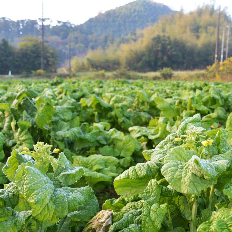 送料無料♪『食用菜花（なばな、菜の花、なのはな）4kg』朝取り農家直送！｜3rabbits｜03