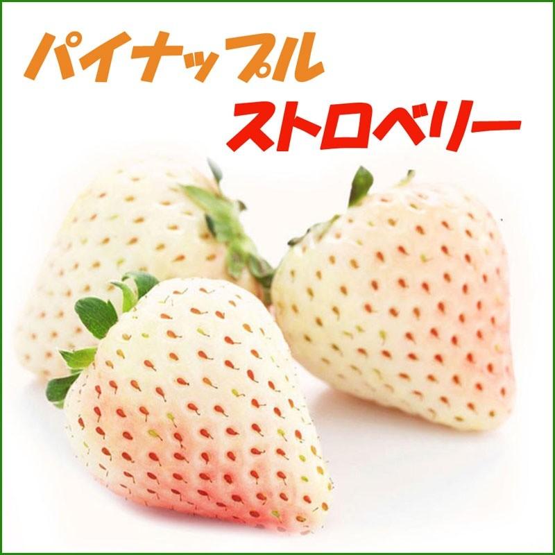 パインベリー/パイナップル・ストロベリー イチゴ苗 4個セット