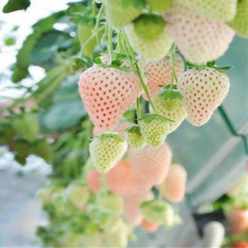 パインベリー/パイナップル・ストロベリー イチゴ苗 4個セット
