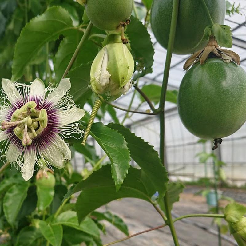 『パッションフルーツ 2kg 20〜30個』送料無料！南房総市産 農家直送！※訳アリ wa10015ハーボス～南房総から大地の恵み