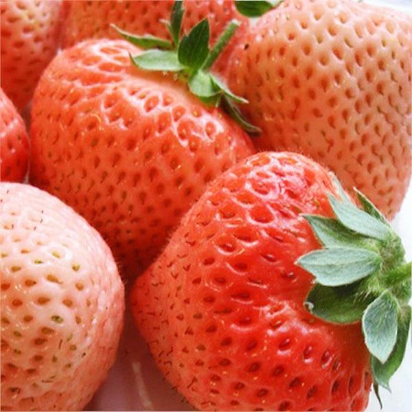 ※４月下旬より発送 桃薫 とうくん PVP 2021特集 イチゴ苗 定期入れの ４個セット 桃のような香りのイチゴ
