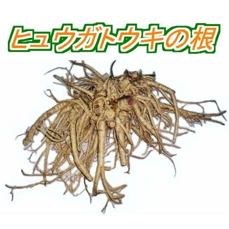 日本山人参/ヒュウガトウキ 苗　大苗　10株 日本山人参/ヒュウガトウキ 苗』「神の草」として珍重され門外不出の