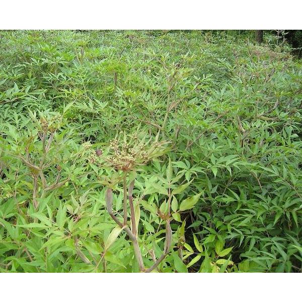 日本山人参/ヒュウガトウキ 苗』「神の草」として珍重され門外不出の