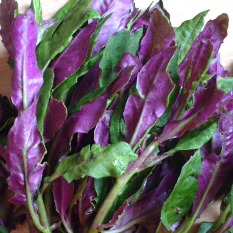 水前寺菜　金時草　ハンダマ　苗　3株　農業不使用　沖縄県産　お買い得　残りわずか 水前寺菜 金時草 ハンダマ 苗 3株 農業不使用 沖縄県産 お買い得