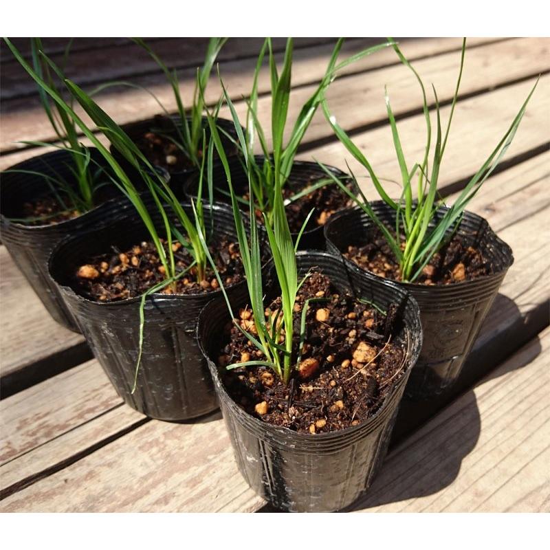 レモングラス 苗 ６個セット ハーブティーやトムヤムクンの香り付けに 虫よけにも Zirdb5bx7m ハーボス 南房総から大地の恵み 通販 Yahoo ショッピング