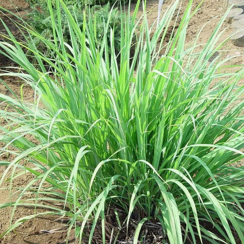 レモングラス 苗 ６個セット ハーブティーやトムヤムクンの香り付けに 虫よけにも Zirdb5bx7m ハーボス 南房総から大地の恵み 通販 Yahoo ショッピング