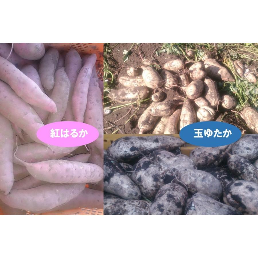 茨城県産干芋 平干 (紅はるか) 2kg 干芋 干し芋 干しいも ほしい 茨城県産干芋 平干 (紅はるか) 2kg 干芋 干し芋 干しいも ほしい