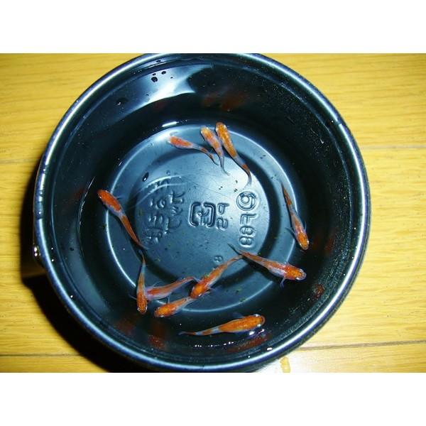 紅白メダカ5匹セット　送料無料