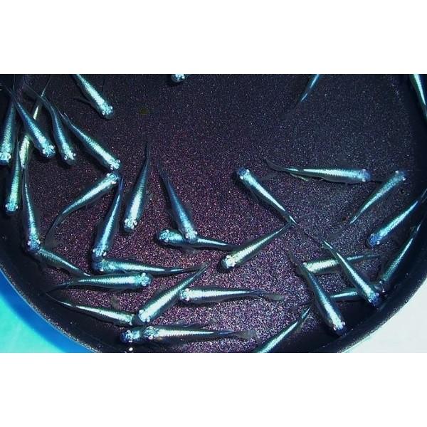 青幹之メダカ（鉄仮面）5匹セット　送料無料