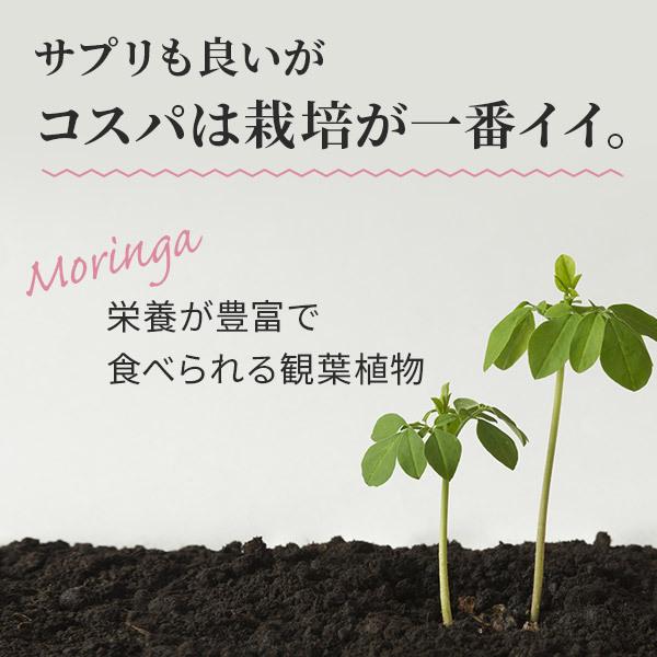 モリンガ 種 有機 オーガニック モリンガの種 サプリ 無農薬 在来種 固定種 moringa seeds スーパーフード 栽培 苗 約250粒50g｜3star-shop｜11