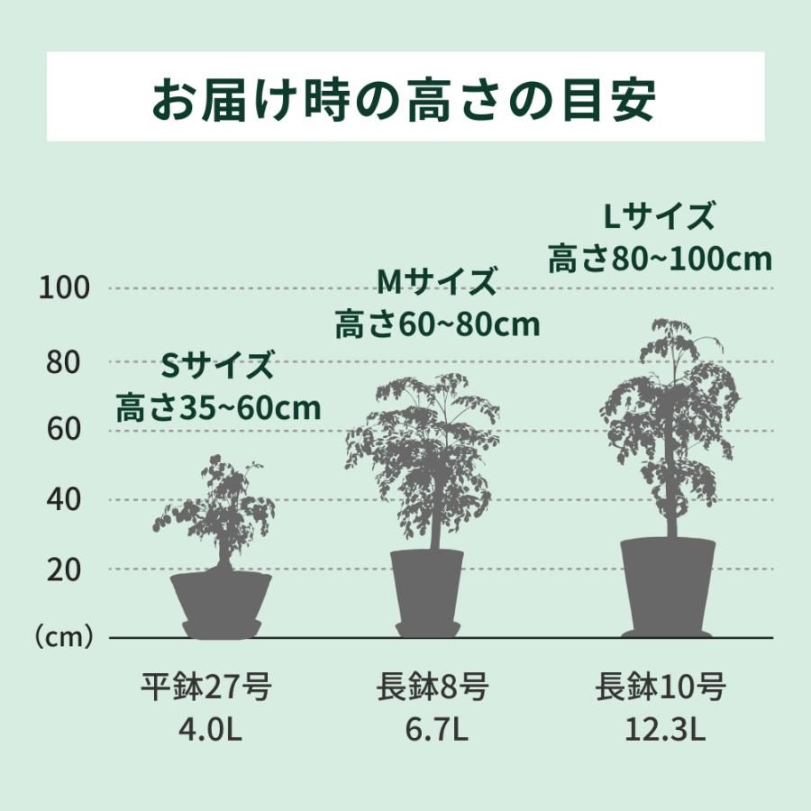 ナチュ凛 モリンガ 鉢植え 観葉植物 スーパーフード おうち