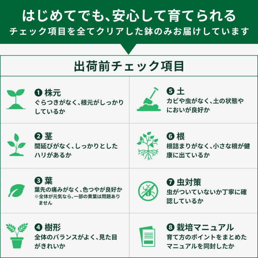 ナチュ凛 モリンガ 鉢植え Sサイズ 平鉢 観葉植物 スーパーフード