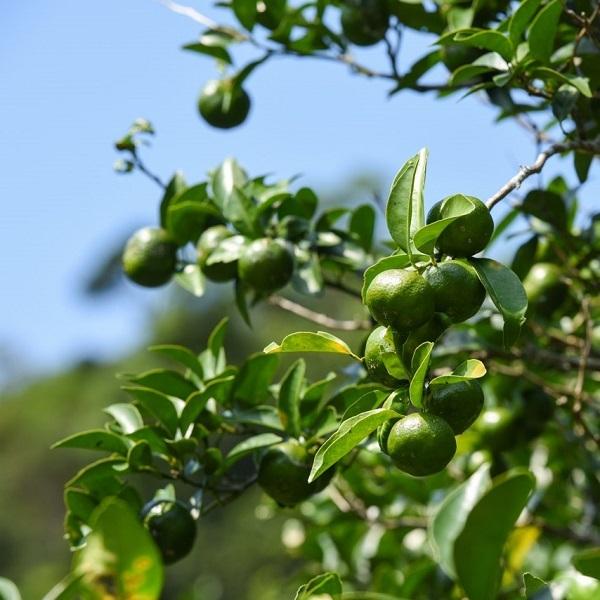 シークワーサー 果実 原液 ジュース　青切り果汁 720ml×12本 