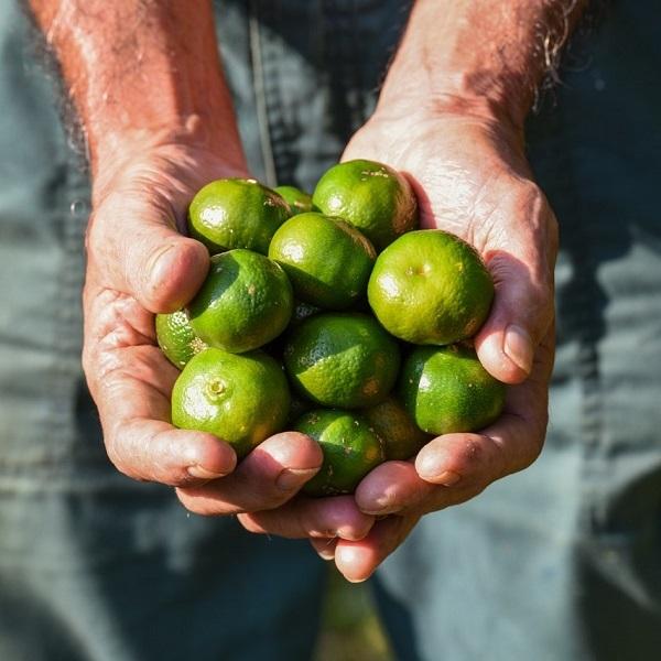 シークワーサー 果実 ジュース 青切り果汁 720ml×12本 シークヮーサー