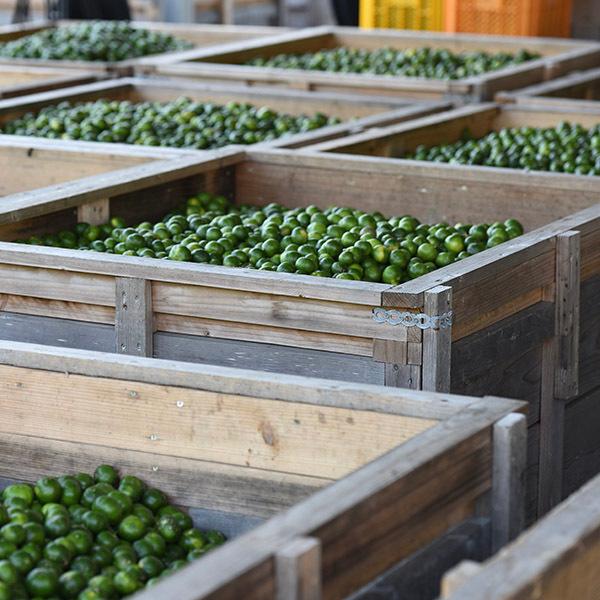 シークワーサー 果実 原液 ジュース　青切り果汁 720ml×12本 