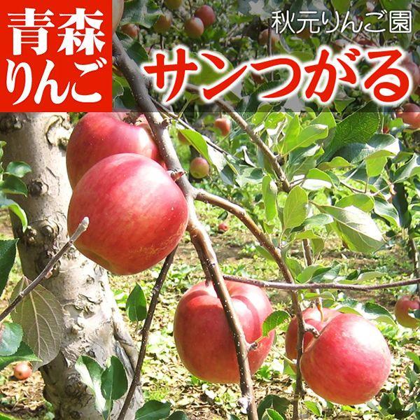 上質で快適 送料無料 青森りんご 青森県産 サン つがる 10kg箱 家庭用