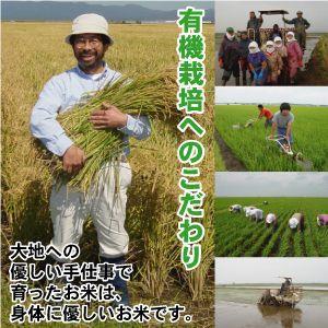 つがるロマン 特別栽培米 10kg お米 青森 青森県産 米 玄米 胚芽 つがるロマン 特別栽培米 10kg お米 青森 青森県産 米 玄米 胚芽