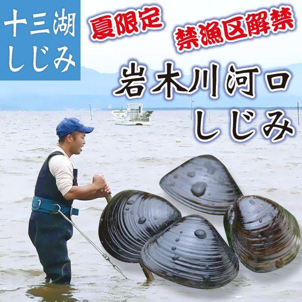 青森県 十三湖 岩木川河口 しじみ 活貝 大粒 1kg  蜆 シジミ 天然しじみ 天然シジミ 天然蜆 味噌汁の具 みそ汁の具 国産 健康食品 ギフト 飲み過ぎ 酒好き : フォーシーズン - 通販 - Yahoo!ショッピング
